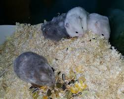 Hamsterit yrittävät etsiä Artin sauvaa. Tulossa